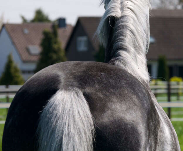 hoeveler impression pferdefutter einsatzbereich 5